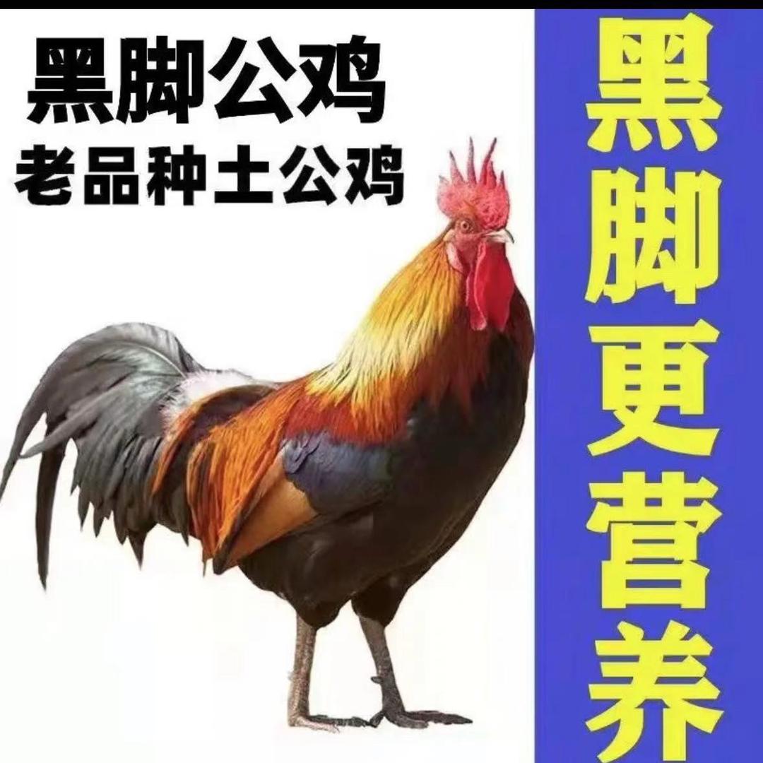 小哥生鲜a