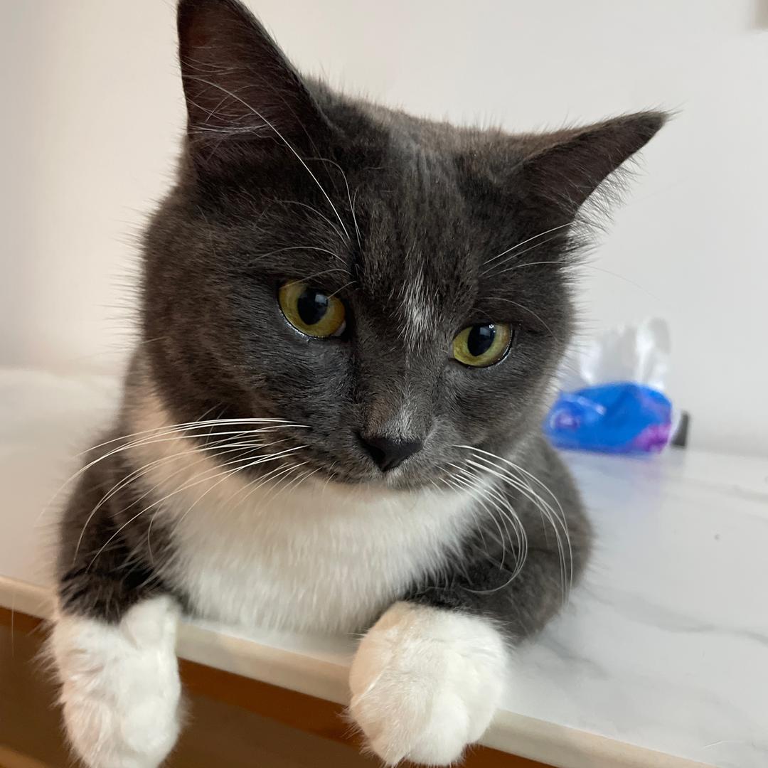 比比BiBi和小伙伴们