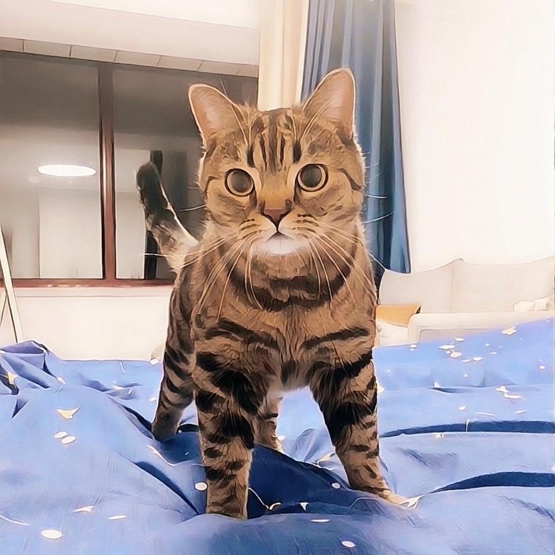 喵仔爱吃瓜