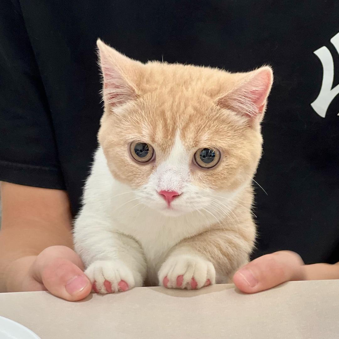 起飞是只猫