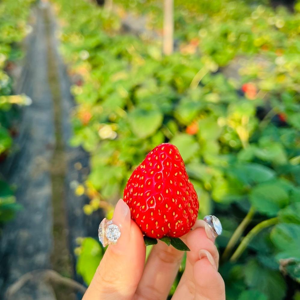 一颗草莓DIY玩具