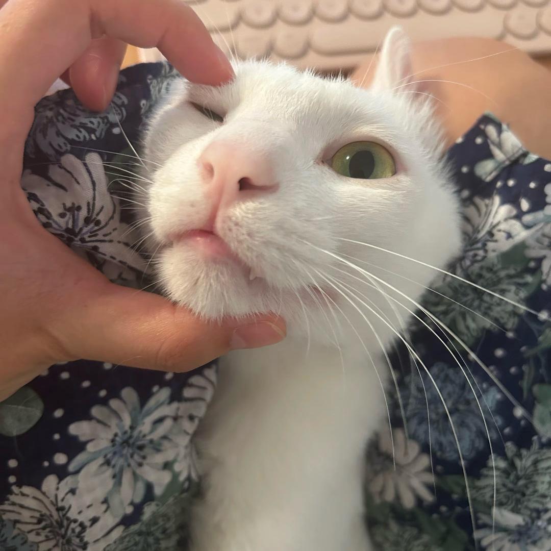 星月半塔罗解说