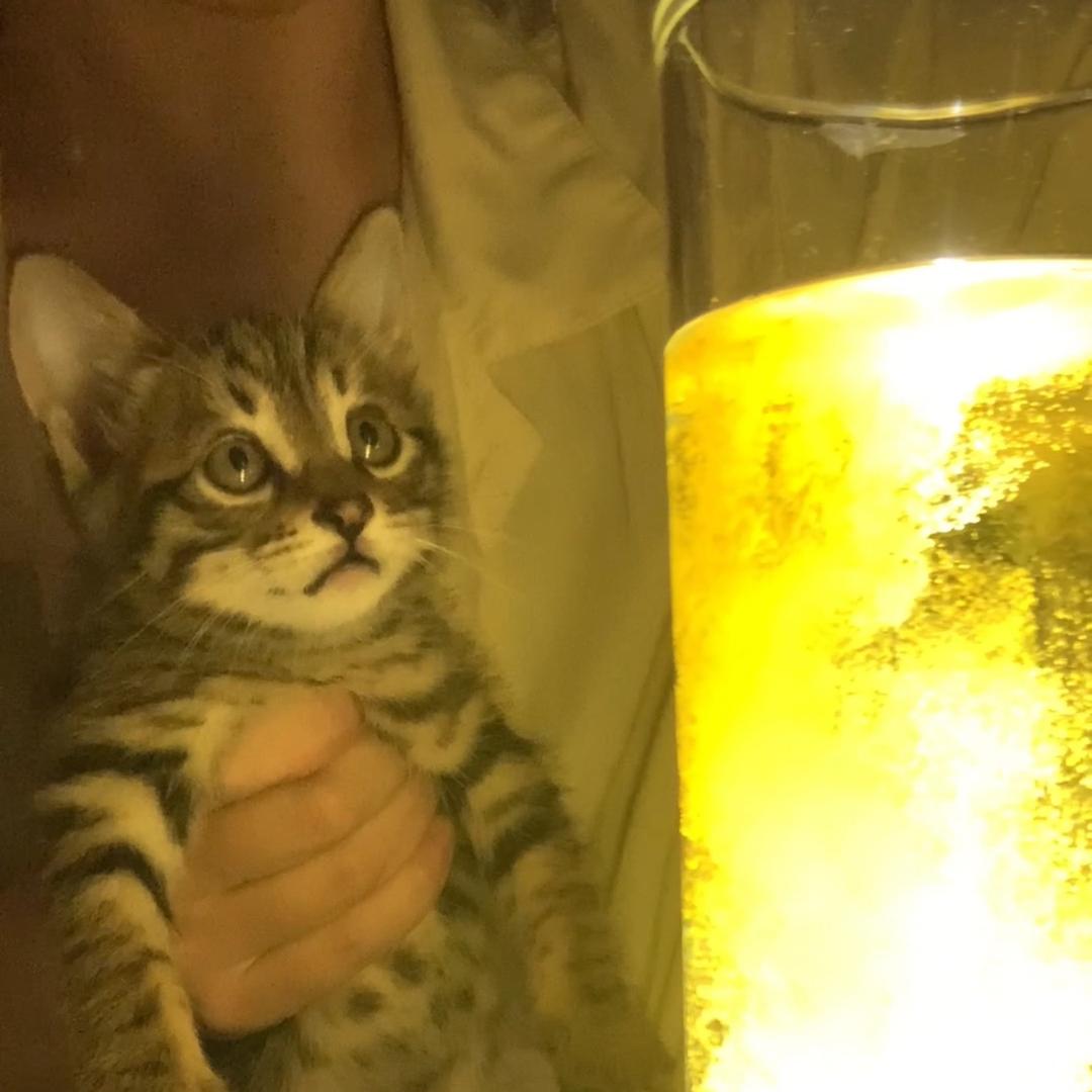 梧桐是只狸花猫