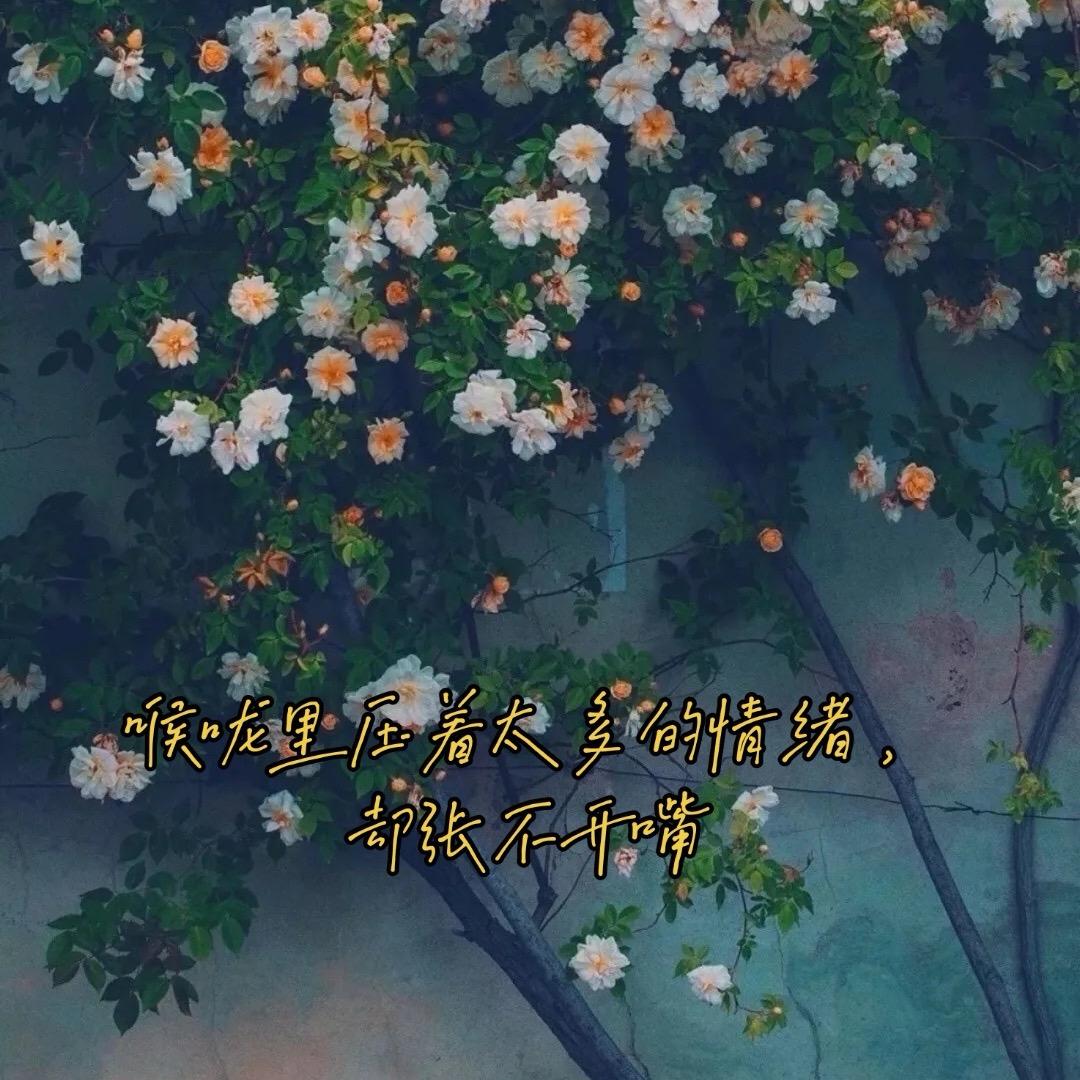 枫🍁