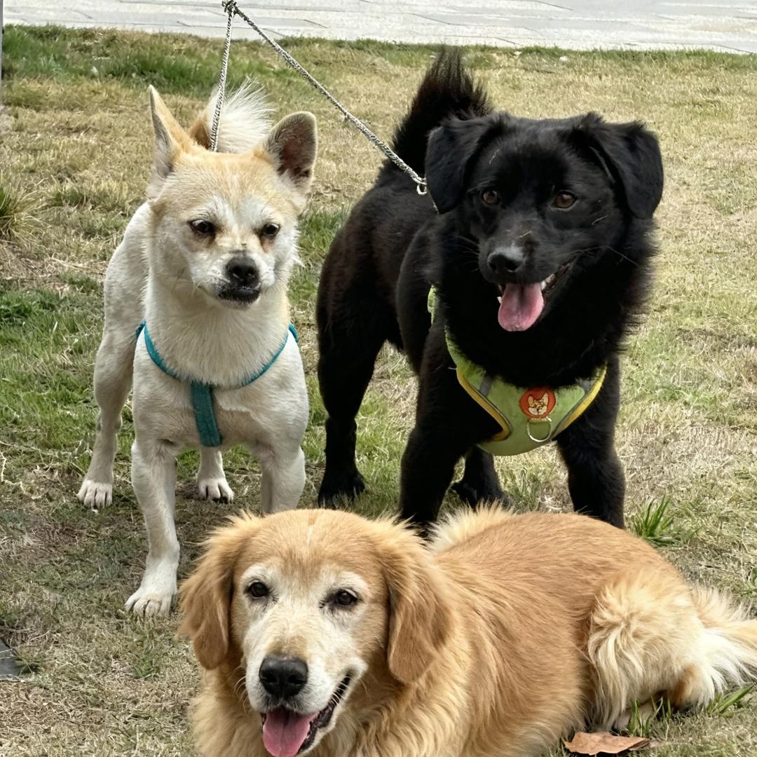 汪苏泷前三首歌是可以站起来的（见过张杰版