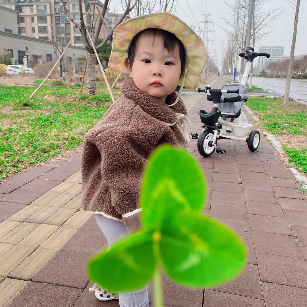 太阳花