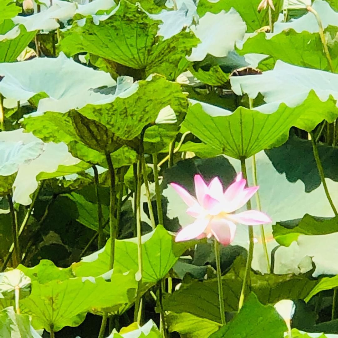 慧慧妈