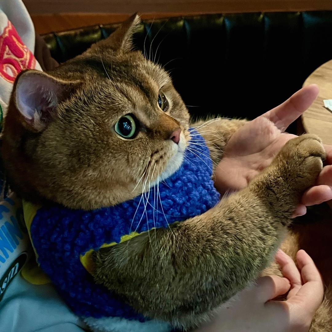 面包