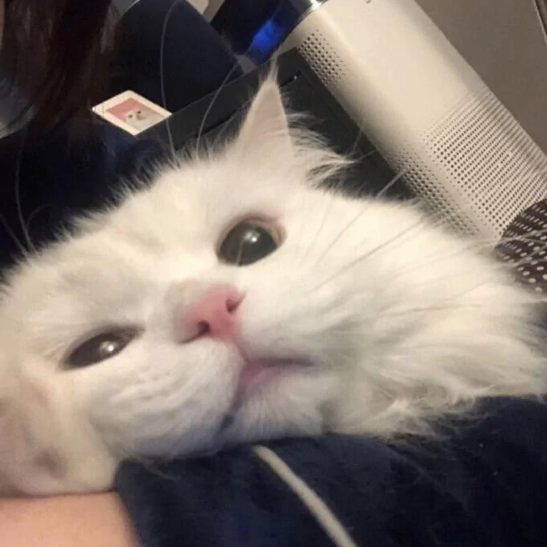晚安安安.