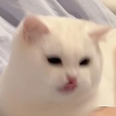 年年有鱼