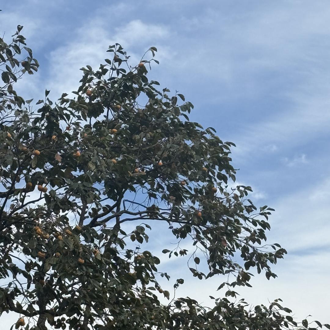 李氏农特产小铺