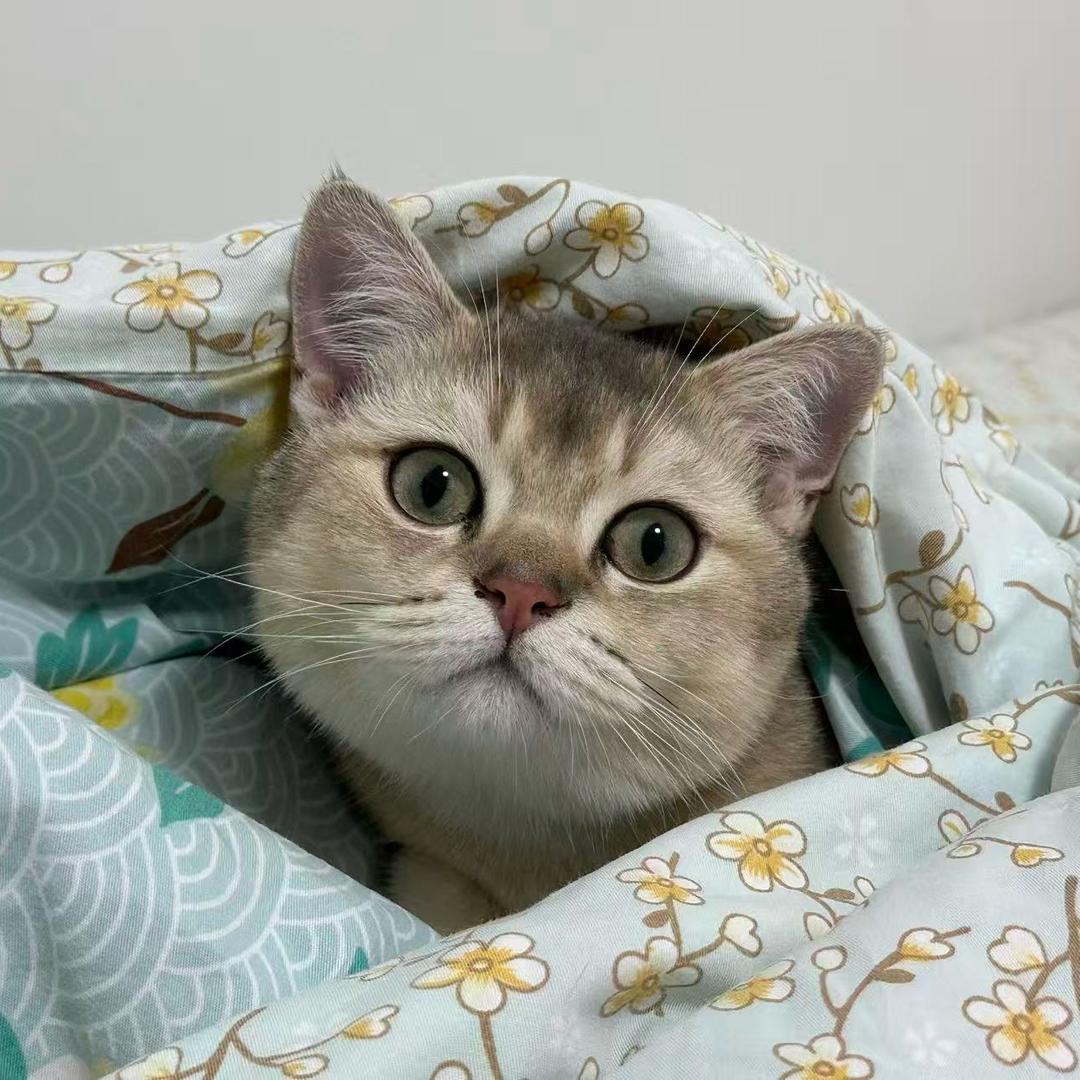磙