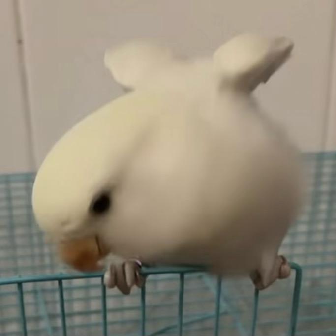 吴忧无虑