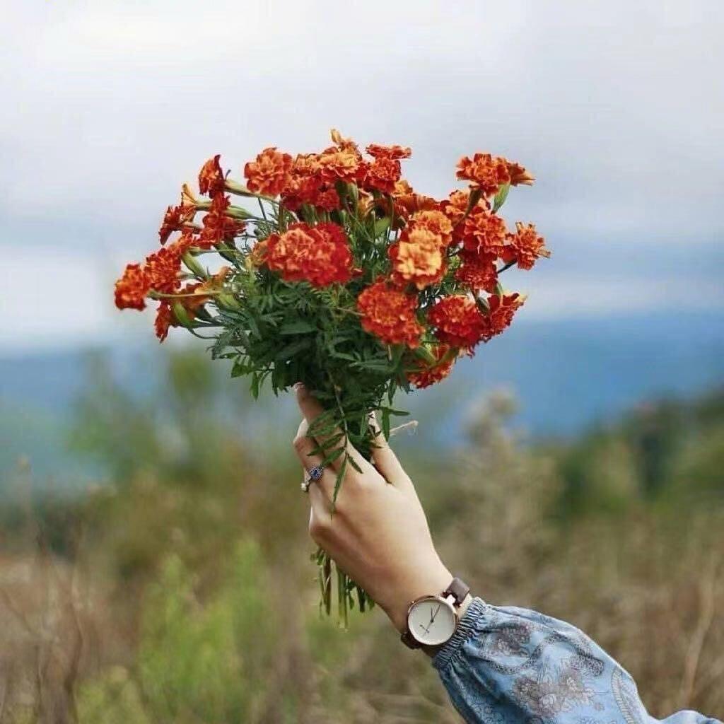 诺诺宁🌼