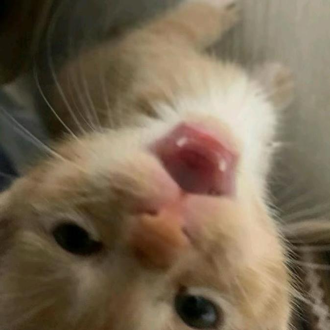 高冷厌世小公主