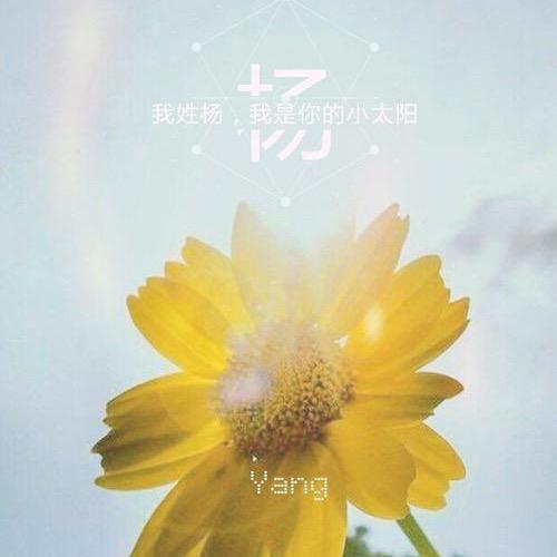杨光下的梧桐树