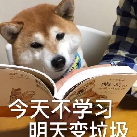 霸气西柚