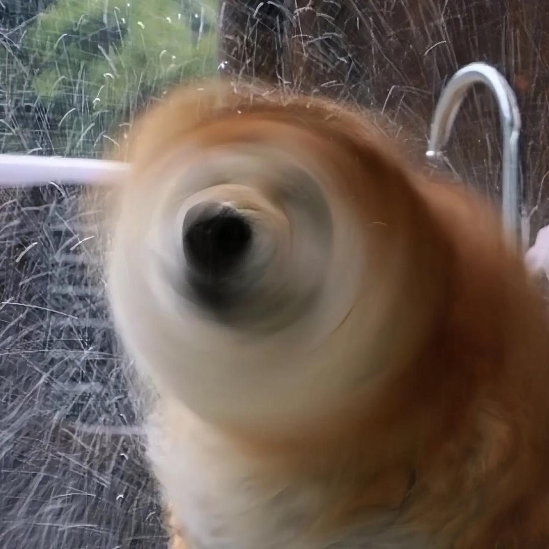 赵🫧
