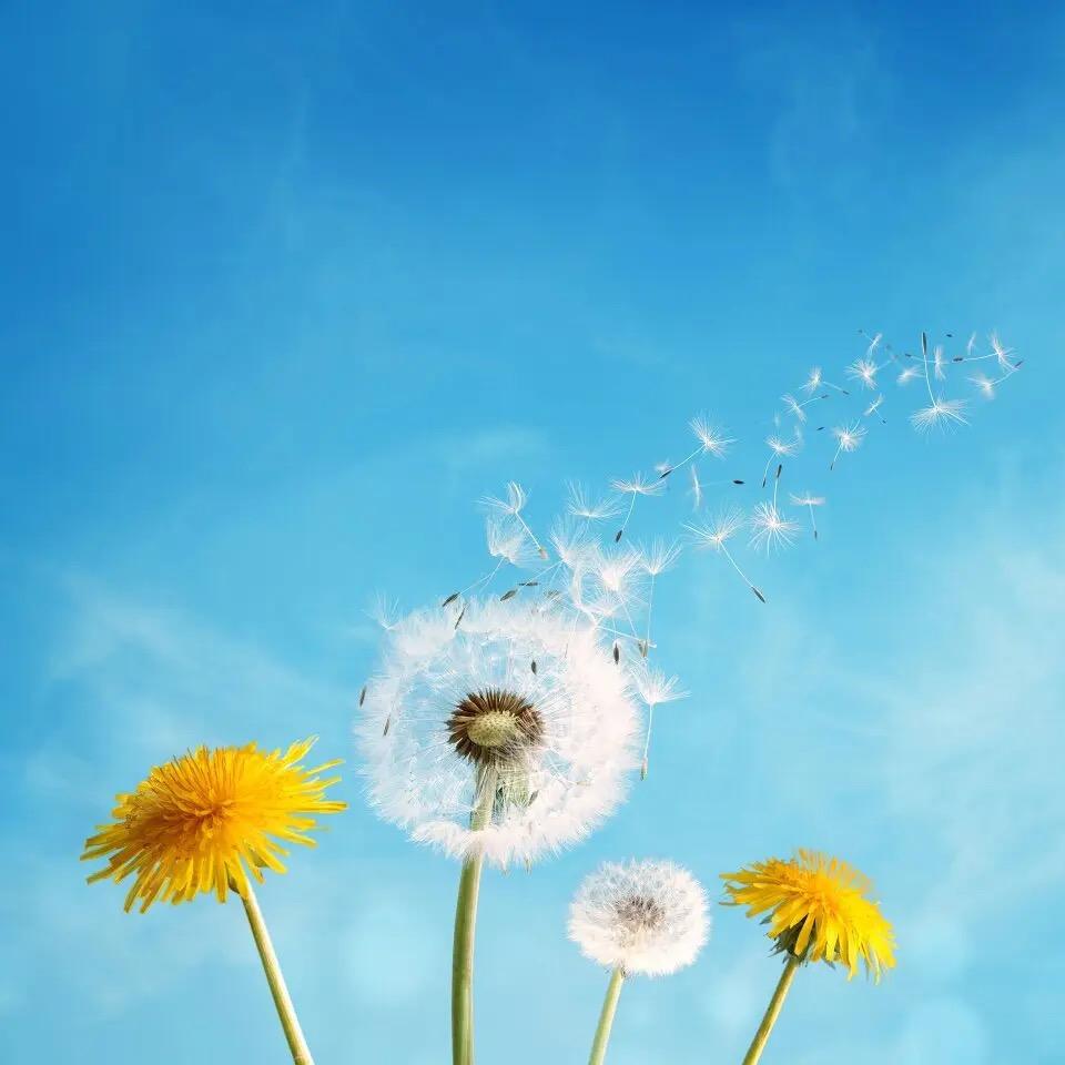 枝丫园艺（小盆栽)