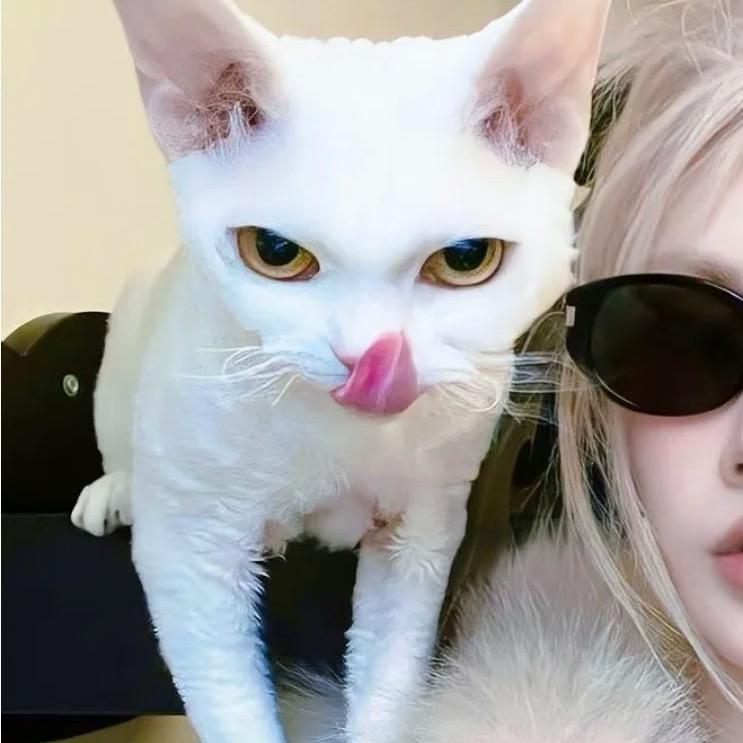 kittyovo
