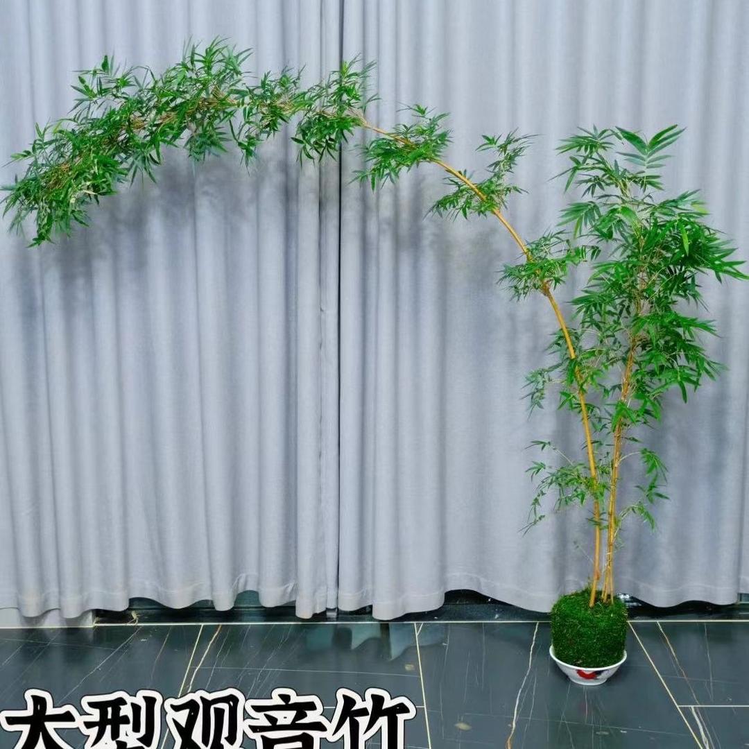 绿植优选兰花种植基地