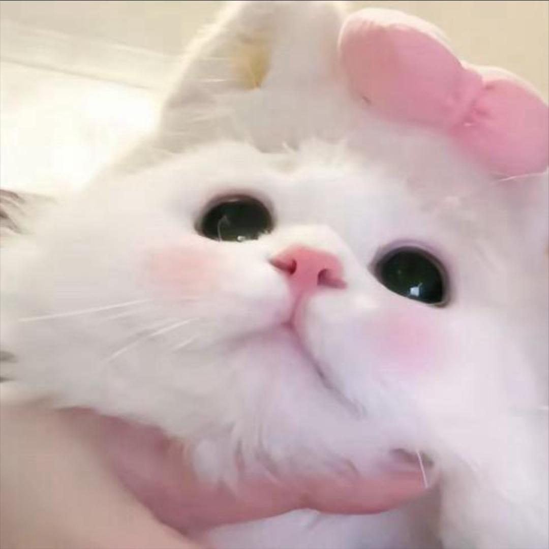 和猫睡