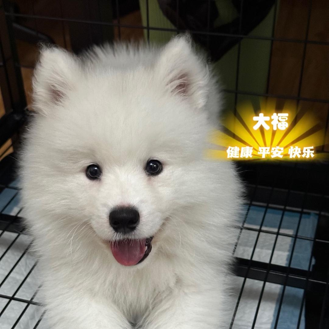 英俊小狗王大福