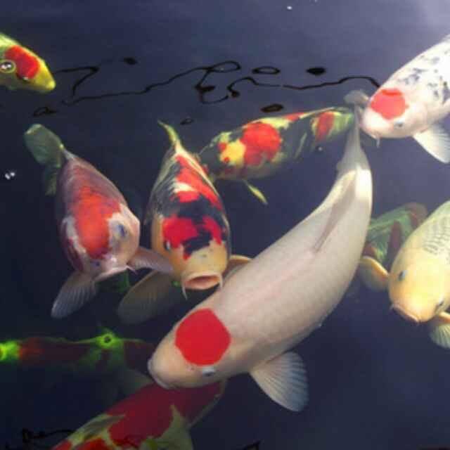 🌈北京彩虹锦鲤