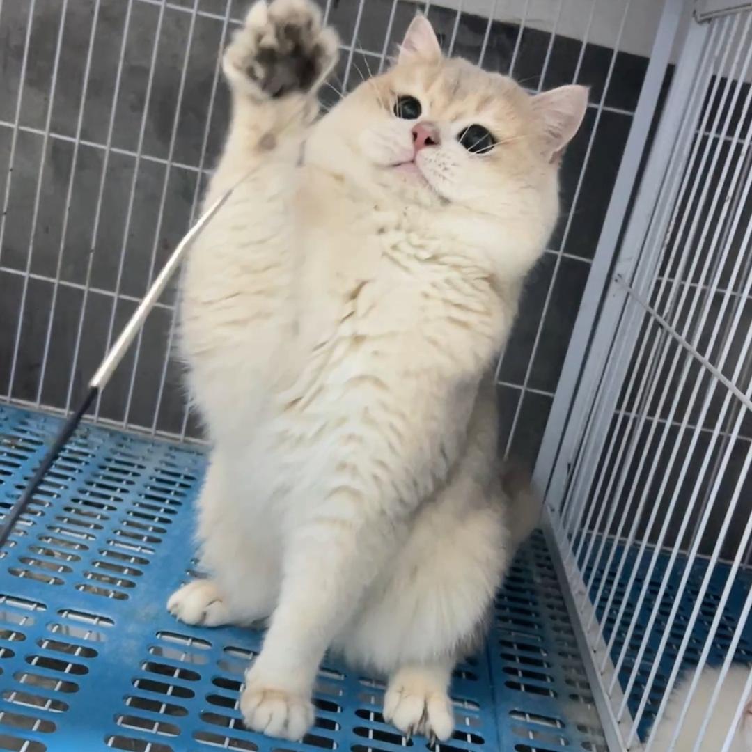 冉冉爱❤️养猫🐱