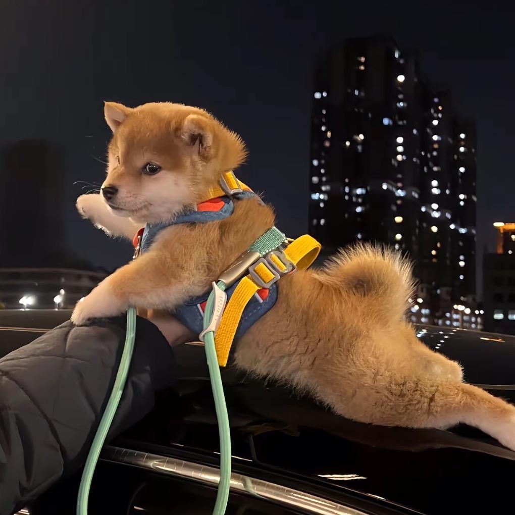 淘啊淘