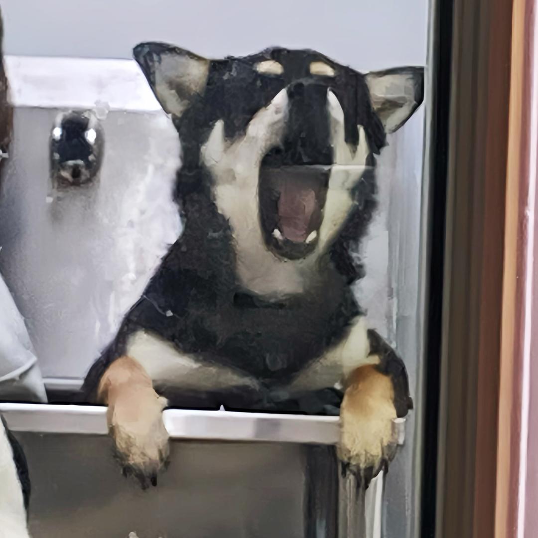 黑大帅。