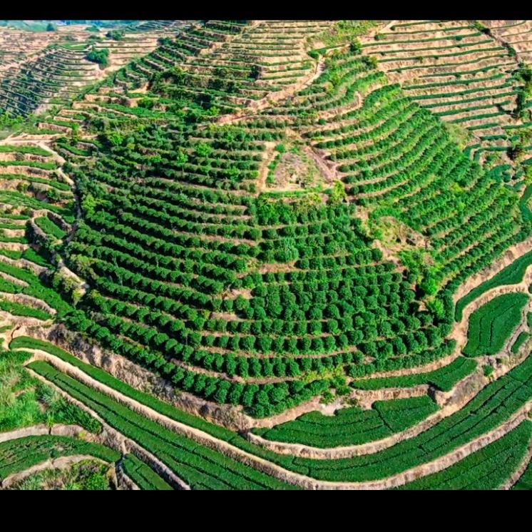 光头强好物优选K6