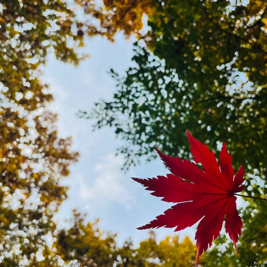 悠游鹿明
