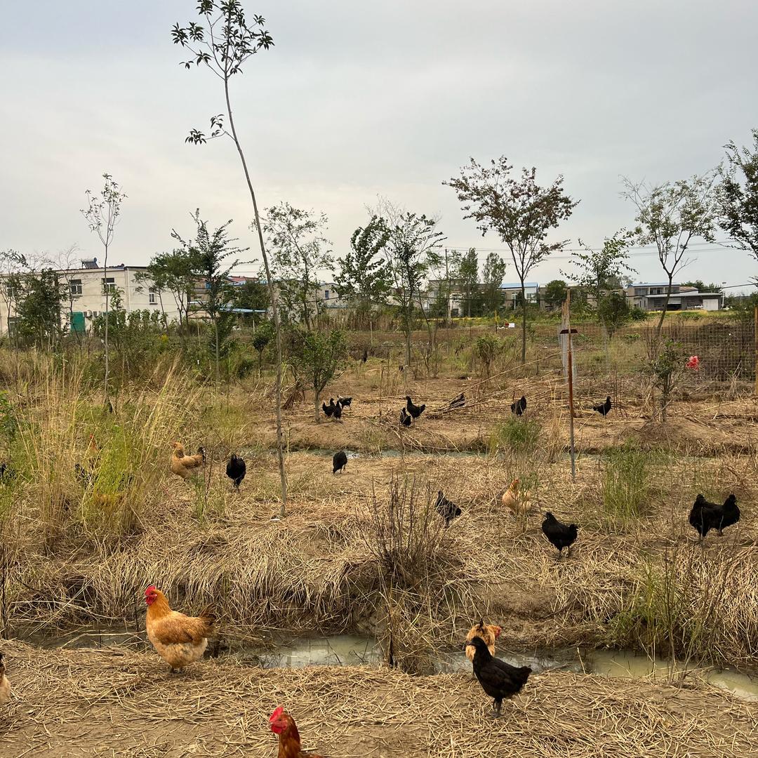 陈如意，林下养殖