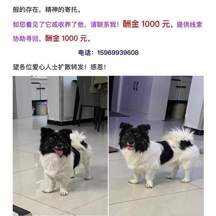 乔治回家！山东临沂沂南