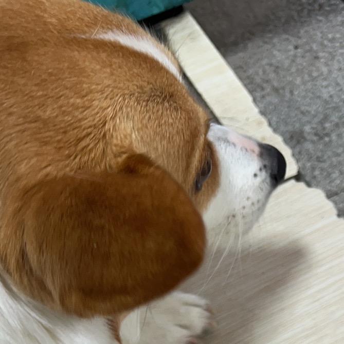 成都租房售房