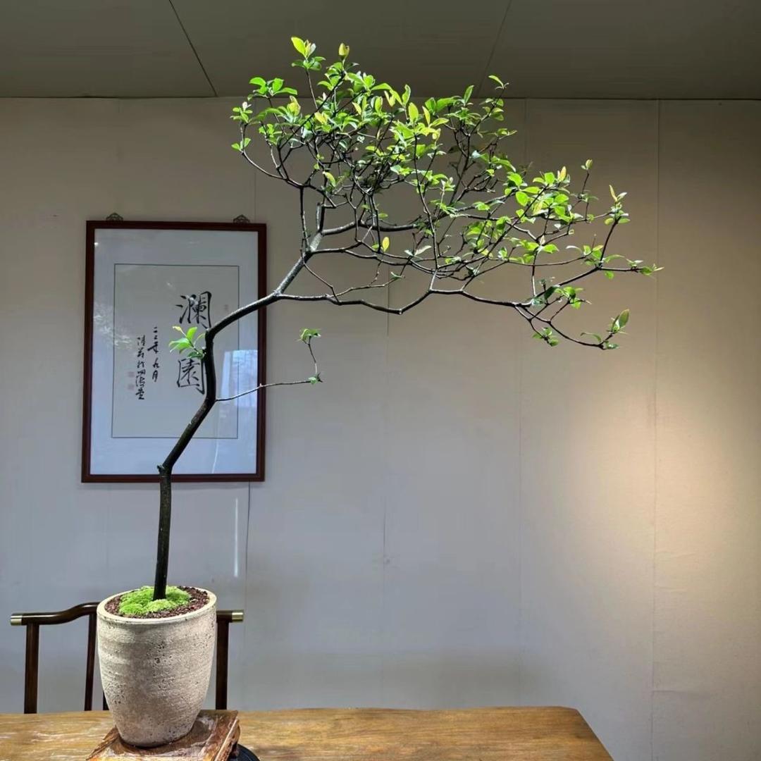 典沃实木茶桌家具