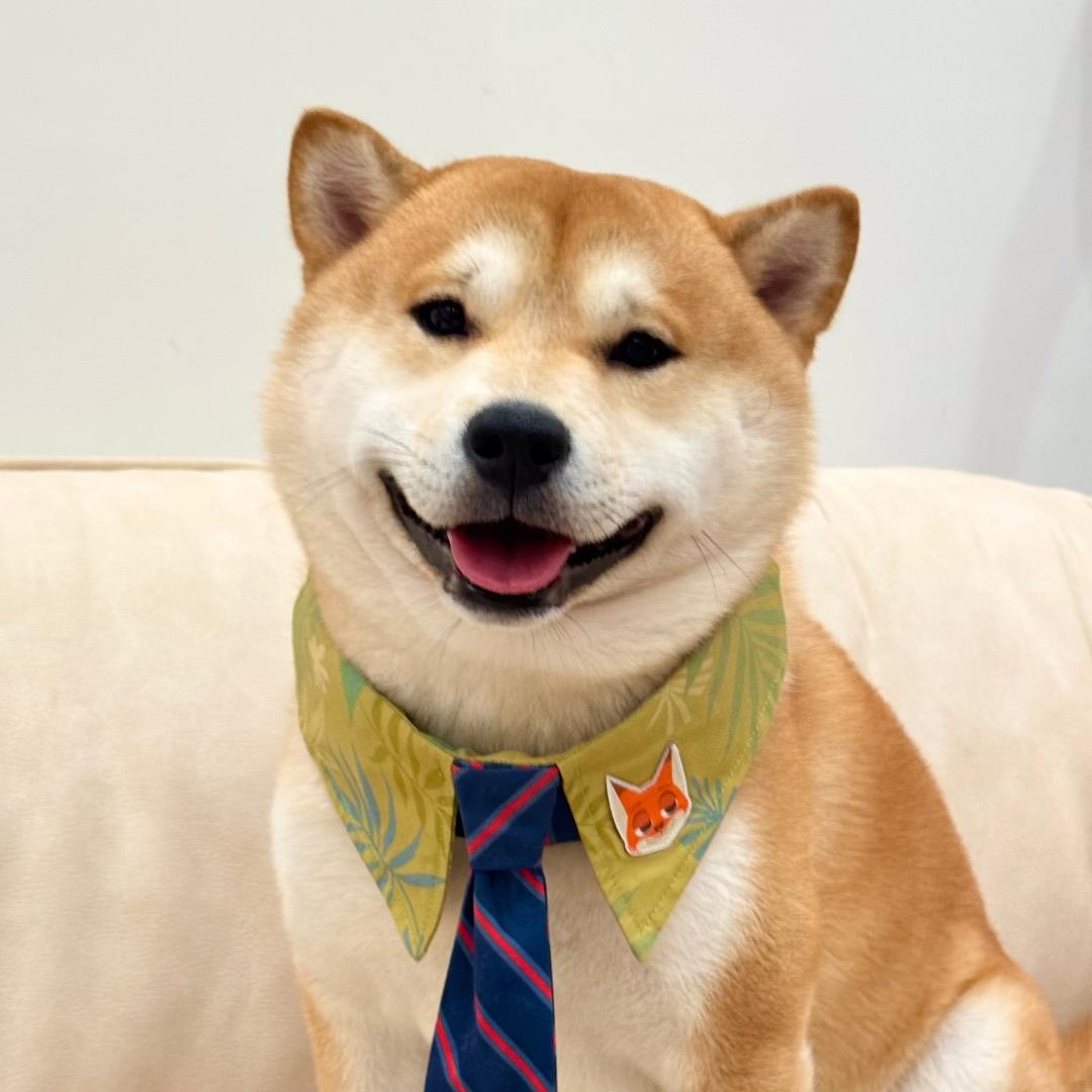 柴犬小吐司🍞