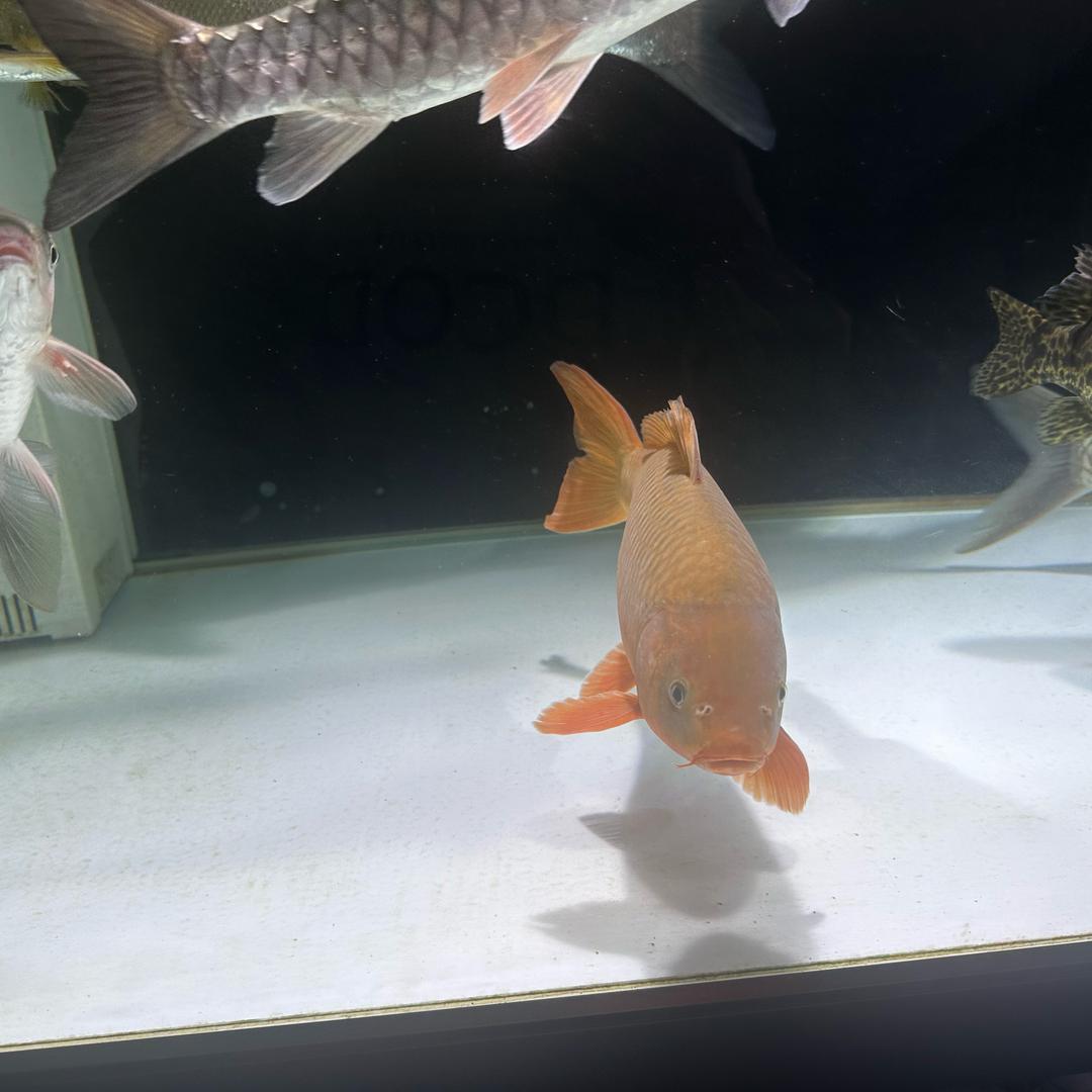 东坡区阿勇原生观赏鱼水族馆