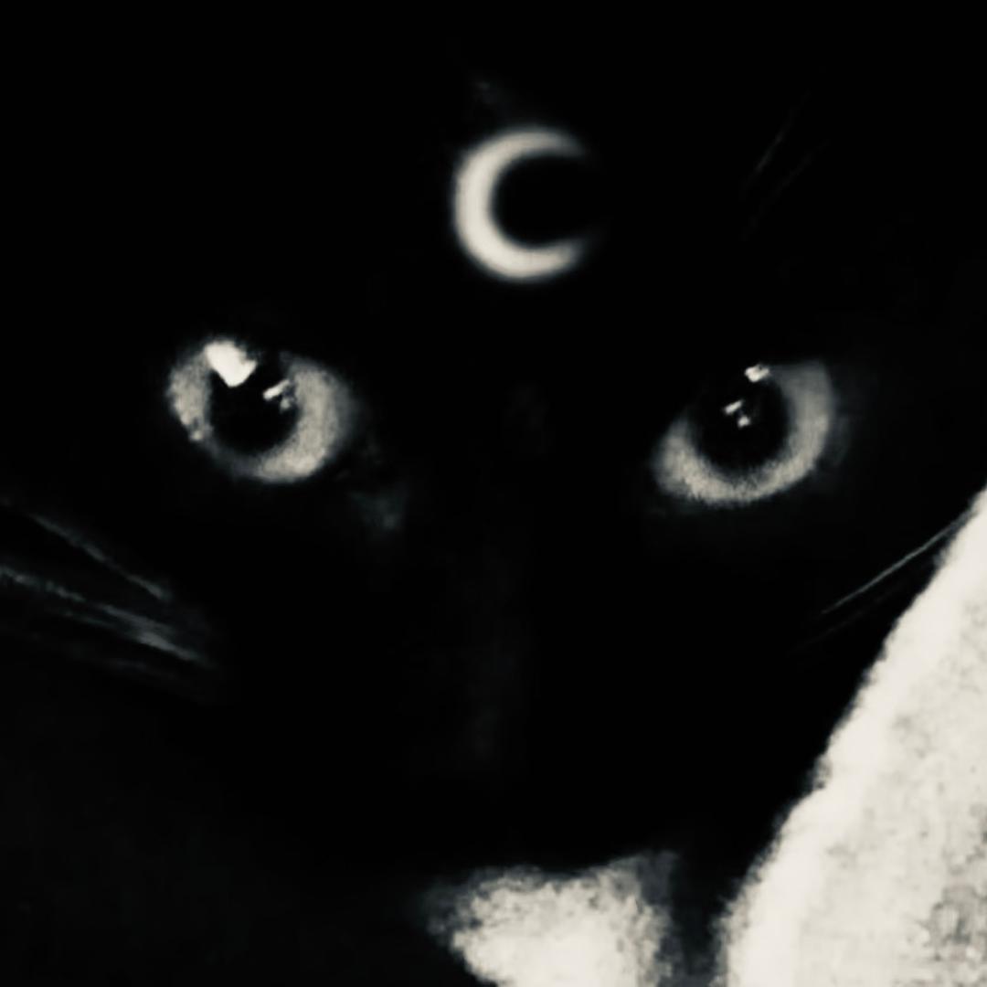 Racoon cat的QQNY小店