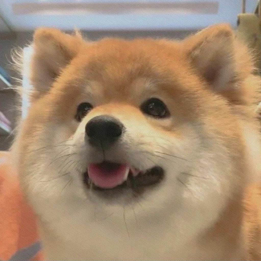 别摸我的狗头！