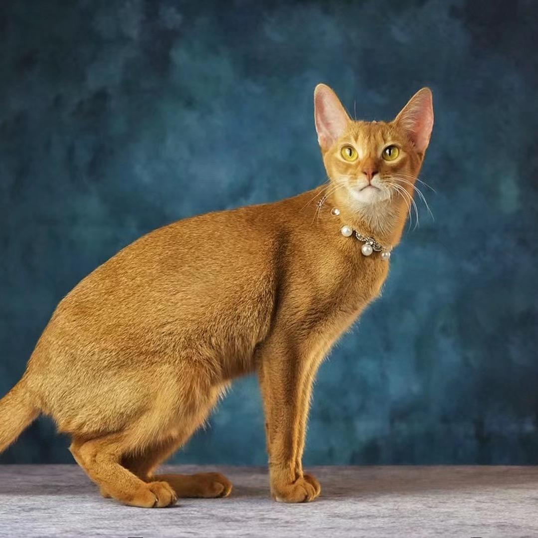 艾狸奴（阿比西尼亚猫舍）