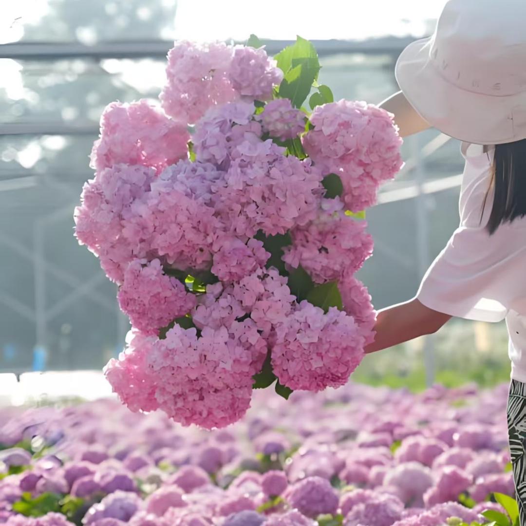 骏帆花卉