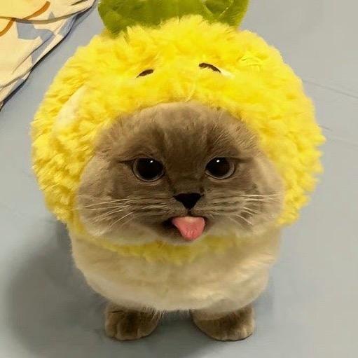 是开坦克的贝塔