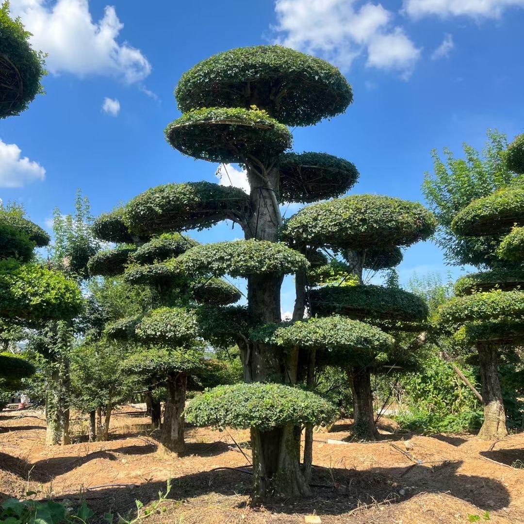 远天对节白蜡造型景观树
