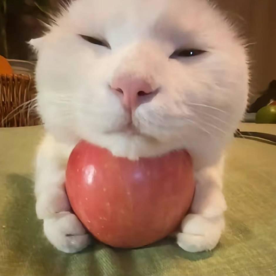 橙紧翔