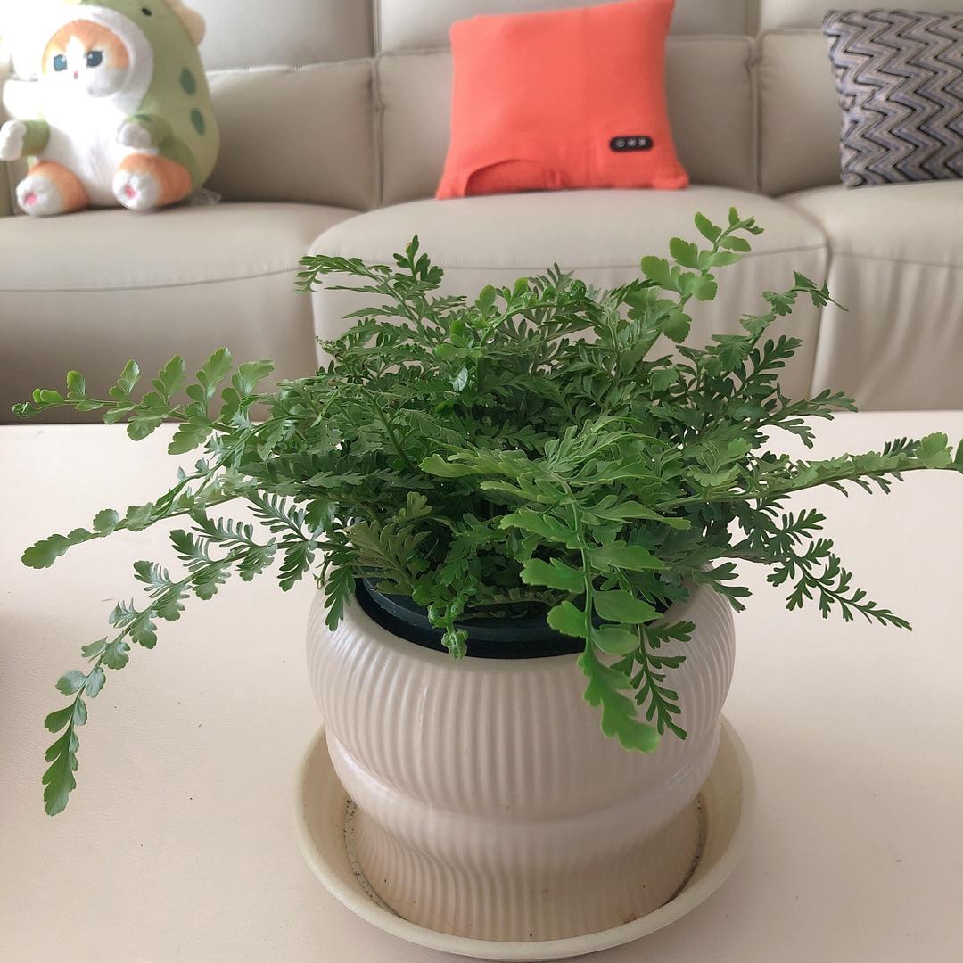 淙不是🐛