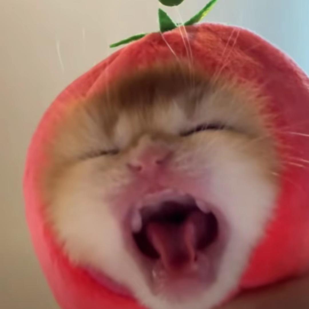 蛋蛋大王