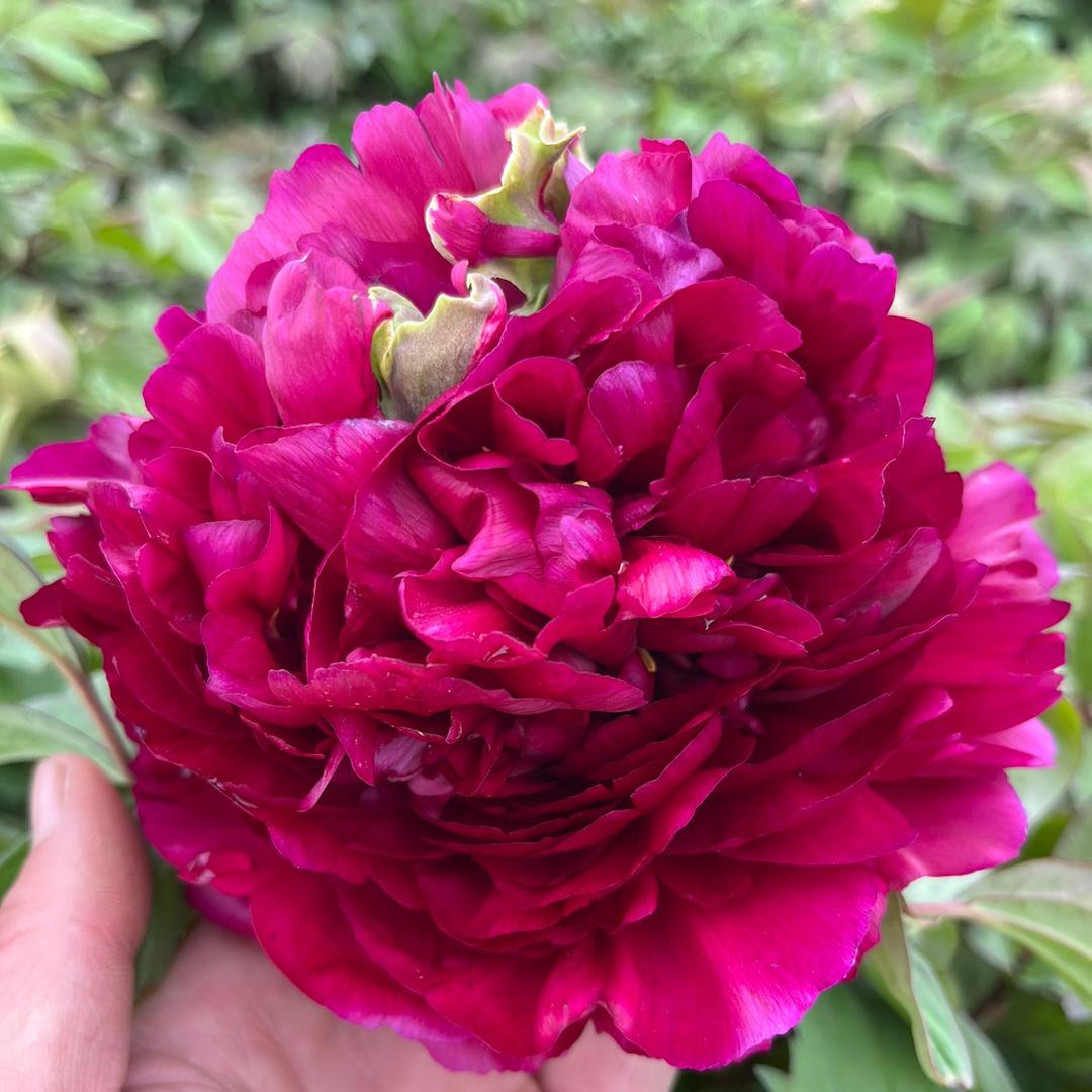 菏泽牡丹赵孝超