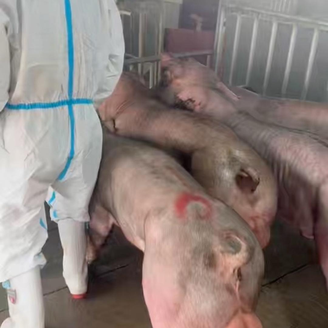 万隆猪场（国寿黑猪）